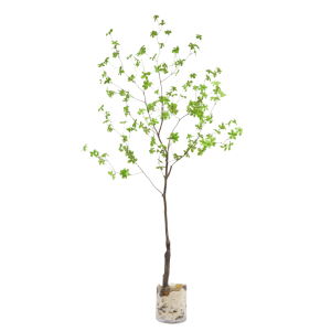 Enkianthus tak 180cm