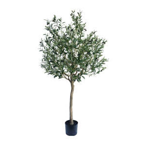 Olijf boom 180cm