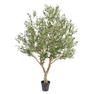Olijf boom 250cm