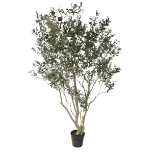Olijf boom 260cm