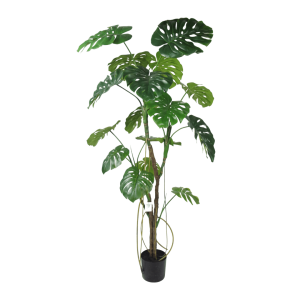 Monstera boom 180cm