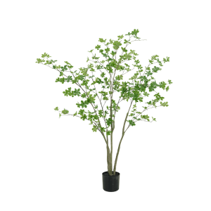 Enkianthus boom 150cm