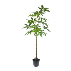 Schefflera boom 120cm